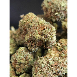 Gelato