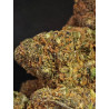 Blue Kush
